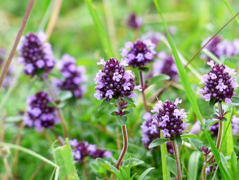 200 Creeping Thyme Seeds | Mother of Thyme Seeds - Seed World