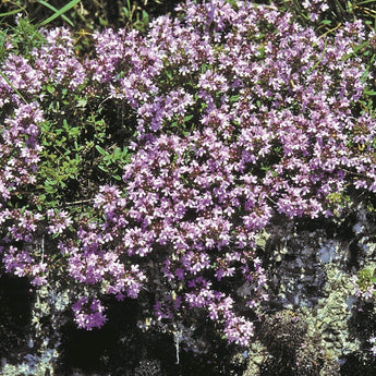 200 Creeping Thyme Seeds | Mother of Thyme Seeds - Seed World