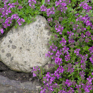 200 Creeping Thyme Seeds | Mother of Thyme Seeds - Seed World