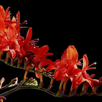 100 Crocosmia Lucifer Seeds - Seed World