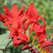 100 Crocosmia Lucifer Seeds - Seed World