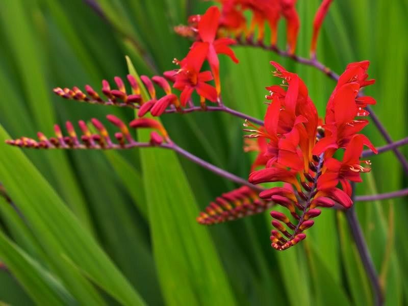 100 Crocosmia Lucifer Seeds - Seed World