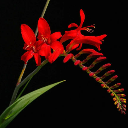 100 Crocosmia Lucifer Seeds - Seed World