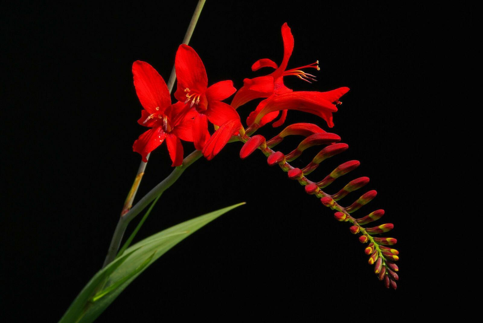 100 Crocosmia Lucifer Seeds - Seed World