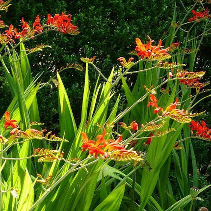 100 Crocosmia Lucifer Seeds - Seed World