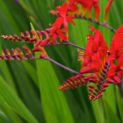 100 Crocosmia Lucifer Seeds - Seed World