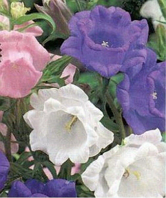 100 Cup and Saucer Mix Seeds - Seed World