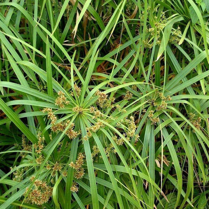 100 Cyperus Umbrella Plant Seeds - Seed World