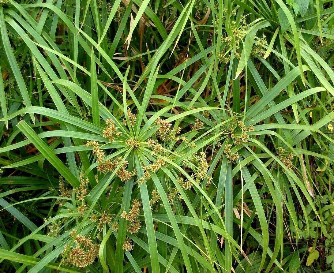 100 Cyperus Umbrella Plant Seeds - Seed World
