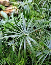 100 Cyperus Umbrella Plant Seeds - Seed World