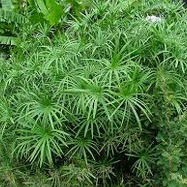 100 Cyperus Umbrella Plant Seeds - Seed World
