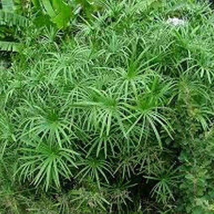 100 Cyperus Umbrella Plant Seeds - Seed World