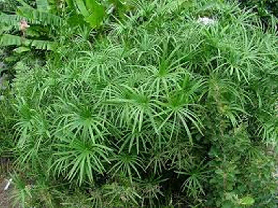 100 Cyperus Umbrella Plant Seeds - Seed World