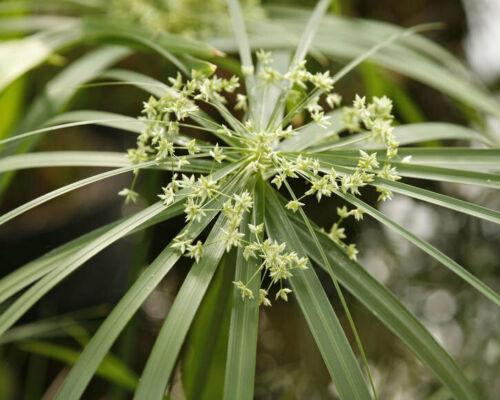 100 Cyperus Umbrella Plant Seeds - Seed World
