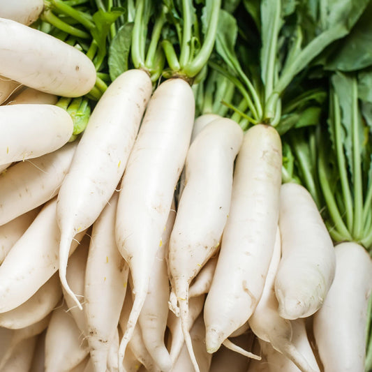 200 Daikon Radish Seeds - Seed World
