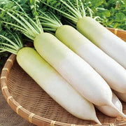 200 Daikon Radish Seeds - Seed World