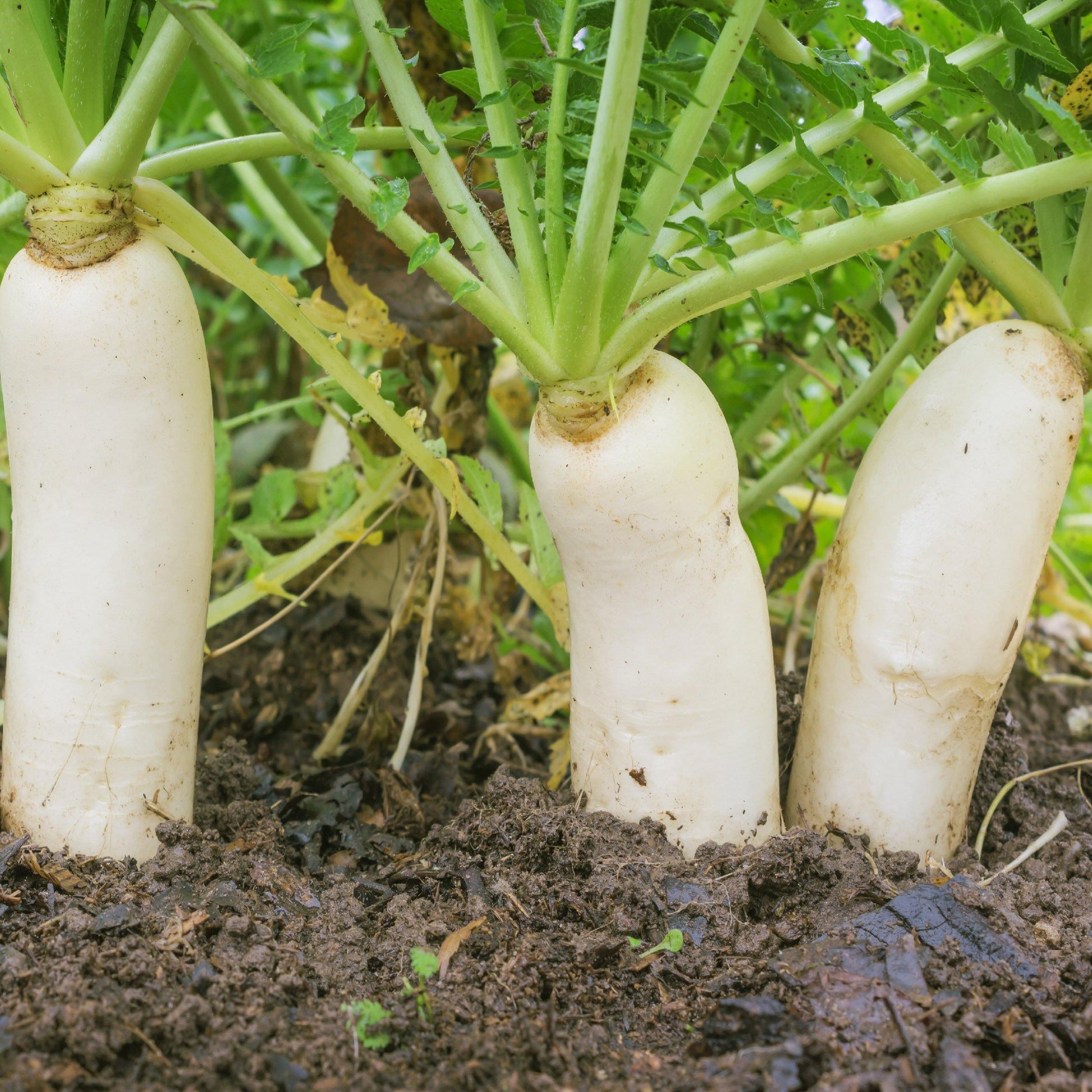 200 Daikon Radish Seeds - Seed World