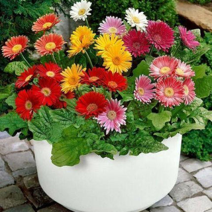 100 Daisy - Gerbera Mix Seeds - Seed World
