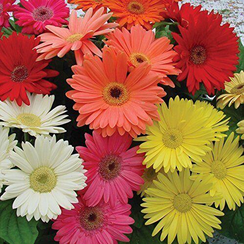 100 Daisy - Gerbera Mix Seeds - Seed World