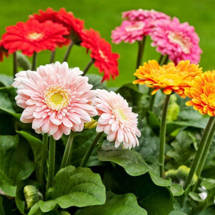 100 Daisy - Gerbera Mix Seeds - Seed World