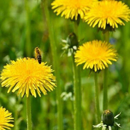 100 Dandelion Seeds - Seed World