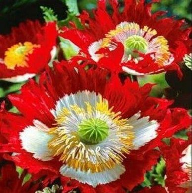 100 Danish Flag poppy Flower Seeds - Seed World