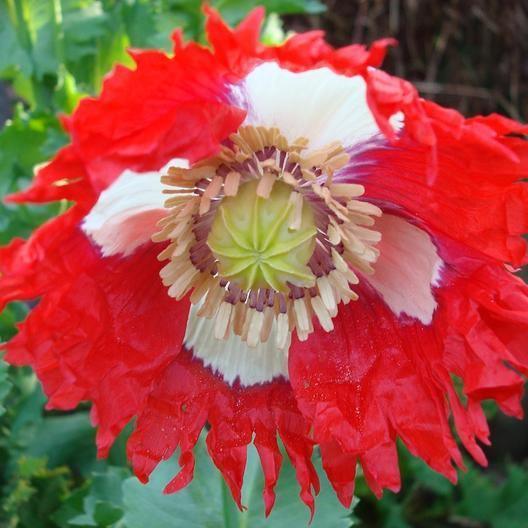 100 Danish Flag poppy Flower Seeds - Seed World
