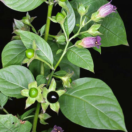 100 Deadly Nightshade - Atropa Belladonna Seeds - Seed World