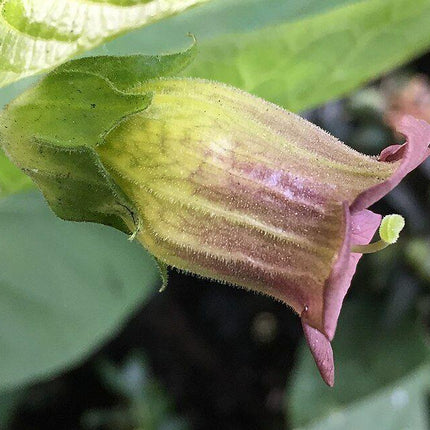 100 Deadly Nightshade - Atropa Belladonna Seeds - Seed World