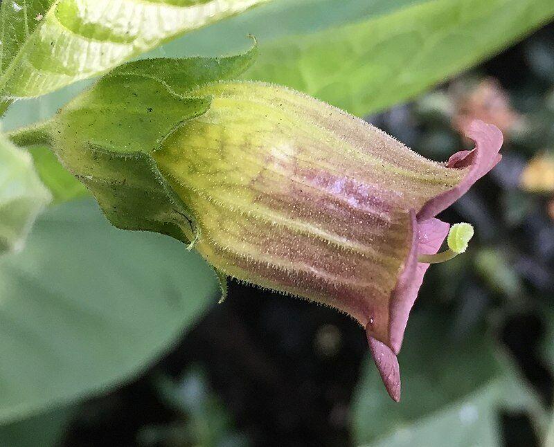 100 Deadly Nightshade - Atropa Belladonna Seeds - Seed World