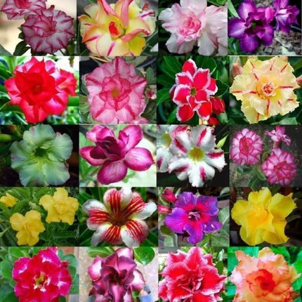 100 Desert Rose Seeds | Mixed Colors & Varieties - Seed World