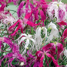 100 Dianthus - Spooky Mix Seeds - Seed World