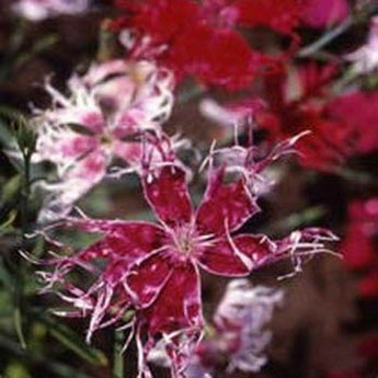 100 Dianthus - Spooky Mix Seeds - Seed World