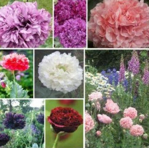 100 Double Poppy Peony Mix Flower Seeds - Seed World