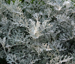 100 Dusty Miller Seeds - Seed World