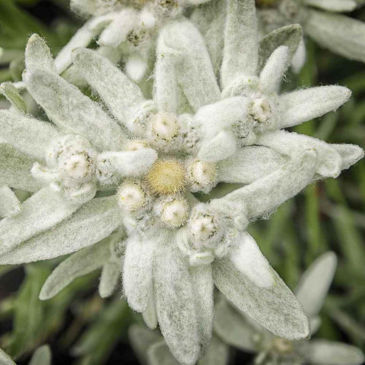 100 Edelweiss (Leontopodium Alpinum) Seeds - Seed World