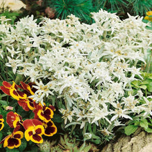100 Edelweiss (Leontopodium Alpinum) Seeds - Seed World