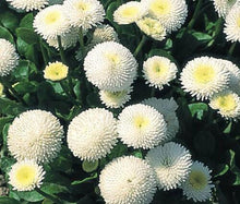 100 English Daisy White (Bellis Perennis) Seeds - Seed World