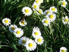 100 English Daisy White (Bellis Perennis) Seeds - Seed World