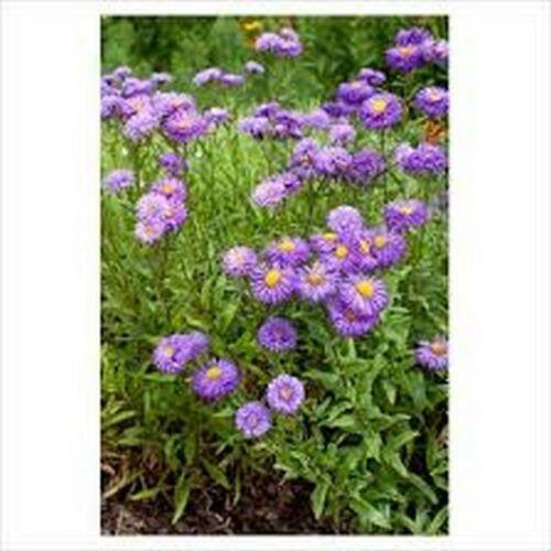 100 Erigeron ( Speciosus Azure Fairy) Seeds - Seed World