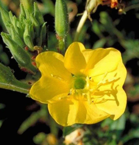 100 Evening Primrose (Oenothera Lamarckiana) Seeds - Seed World