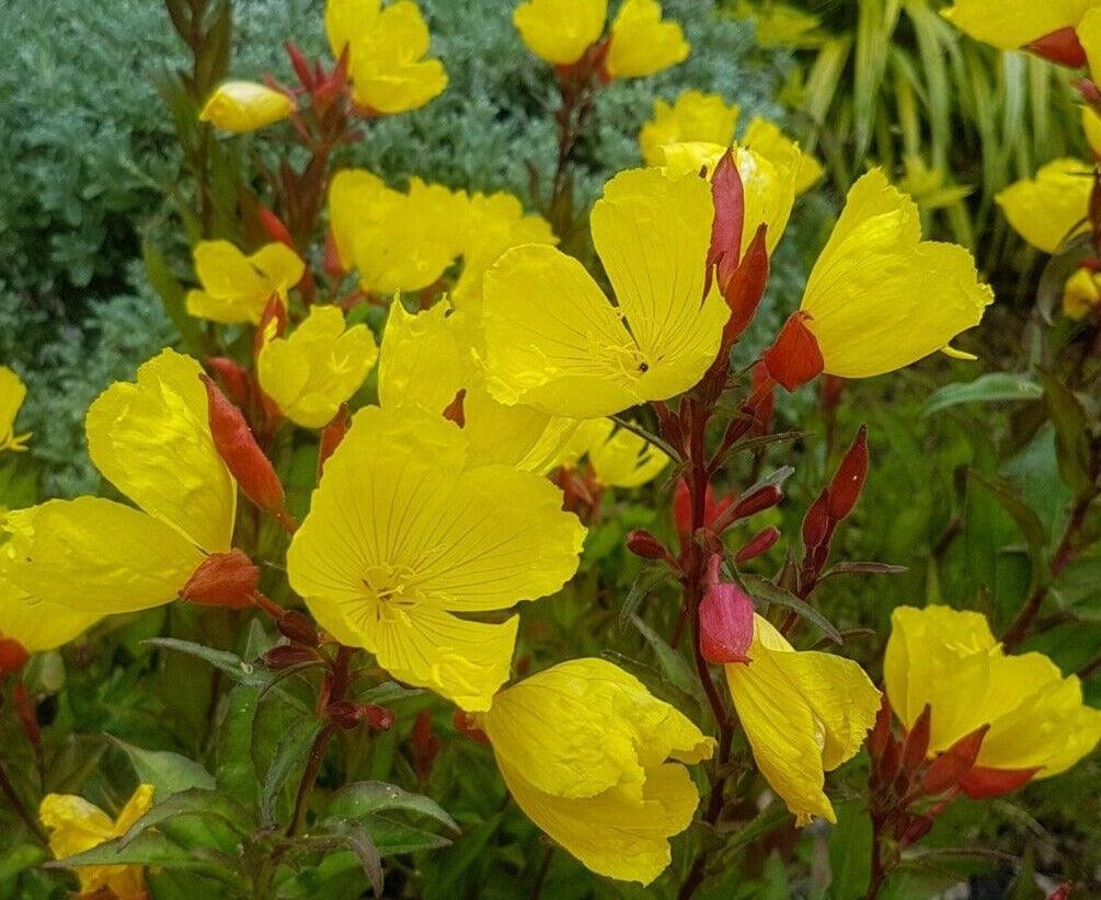 100 Evening Primrose (Oenothera Lamarckiana) Seeds - Seed World
