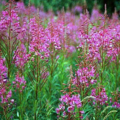 100 Fireweed - Willowherb Seeds - Seed World