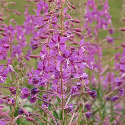 100 Fireweed - Willowherb Seeds - Seed World