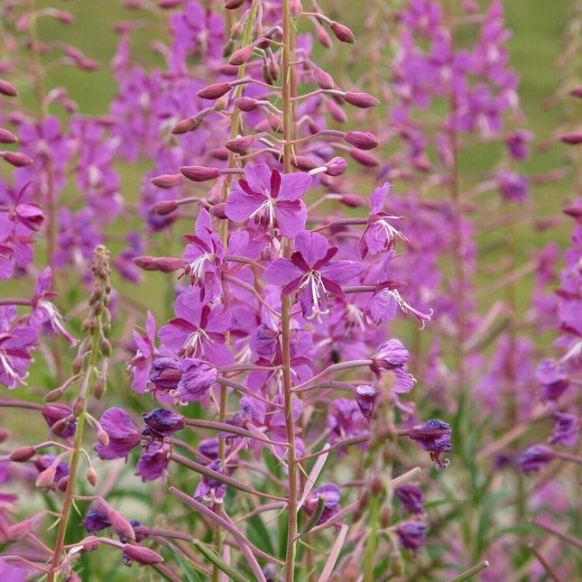 100 Fireweed - Willowherb Seeds - Seed World