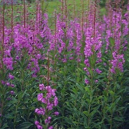 100 Fireweed - Willowherb Seeds - Seed World
