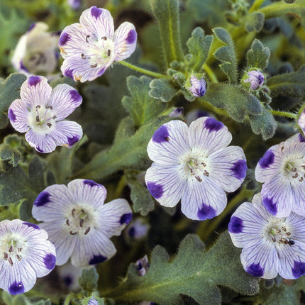 100 Five Spot - Nemophila Maculata Seeds - Seed World