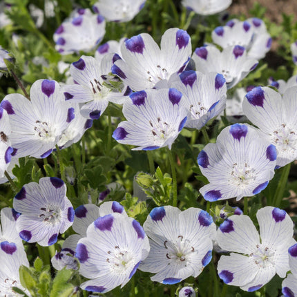 100 Five Spot - Nemophila Maculata Seeds - Seed World