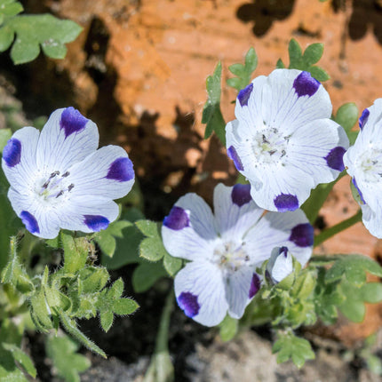 100 Five Spot - Nemophila Maculata Seeds - Seed World