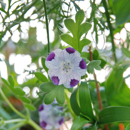 100 Five Spot - Nemophila Maculata Seeds - Seed World